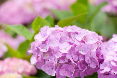 Bahar bahçesinde güzel pembe ortanca çiçekleri      