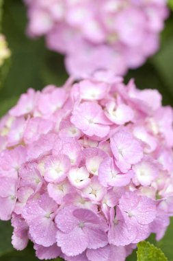 Bahar bahçesinde güzel pembe ortanca çiçekleri      