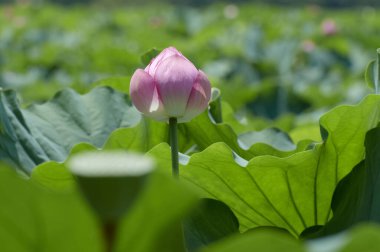 Arkadaki gölde nilüfer çiçeği