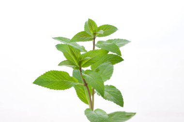 Genç nane bitkisi beyaz arkaplanda