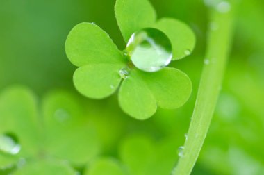 Yeşil doğal arka planda çiğ damlaları olan yonca yaprakları.