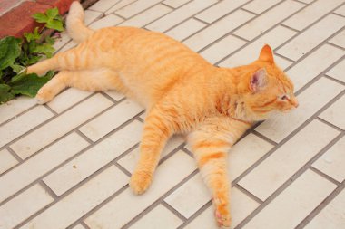 Gündüz vakti sevimli kedilerin açık hava çekimi. 