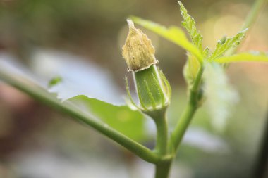 Bahçede yetişen güzel çiçeklere yakın.