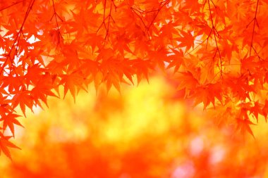 Sonbahar yaprakları, sonbahar bitkileri