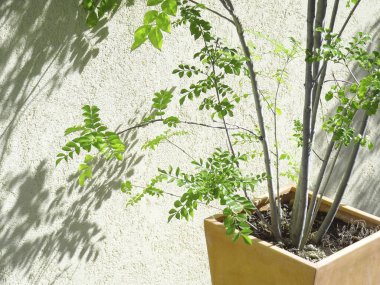 Tenceredeki bir bitkinin yakın çekimi.