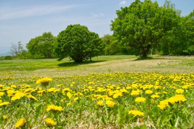 tarlada karahindiba manzarası