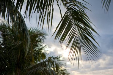 Mavi gökyüzü arka plan güzel palmiye ağaçlarının        