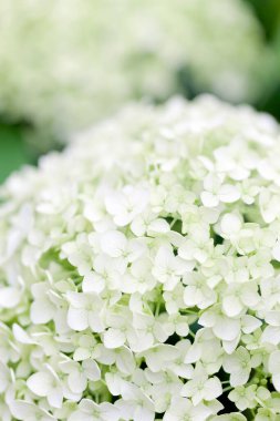 Bahçedeki güzel ortanca çiçekleri