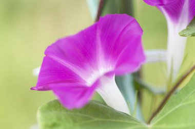 Doğada güzel çiçekler