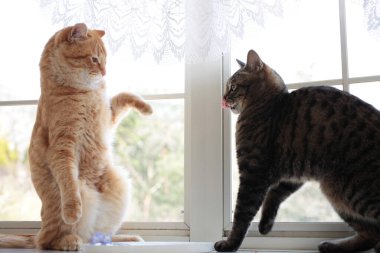 # Evde pencere eşiğinde iki sevimli kedi #