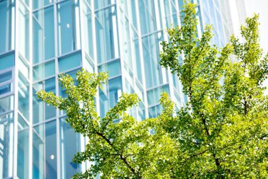 Pencereli yeşil ağaç ve ofis binası