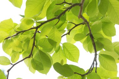 yeşil yapraklar arkaplan, kapat 