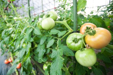 Serada yetişen kırmızı domatesler