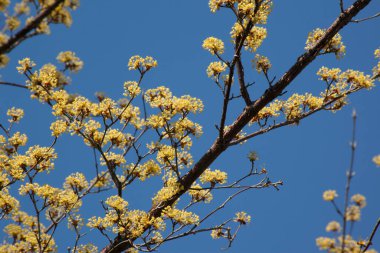 Bahçedeki sarı çiçekler