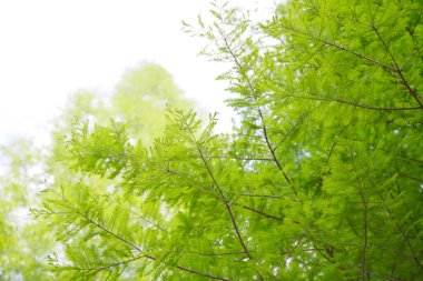 Ormanda yeşil yapraklar doğanın arka planında