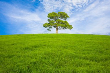 yeşil ağaç ve gökyüzü bulutlu ve yeşil tarlalı