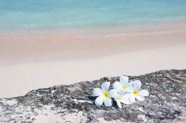 Güzel tropikal sahildeki beyaz frangipani çiçeklerinin yakın plan görüntüsü.               
