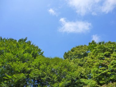 Ormandaki yeşil yapraklar ve ağaçlar mavi gökyüzüne karşı                     