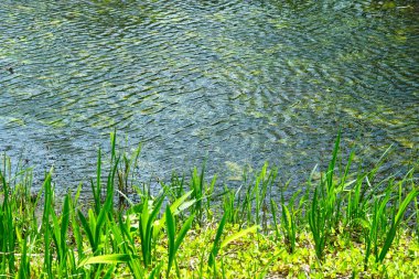 Gölde büyüyen yeşil çimenler 