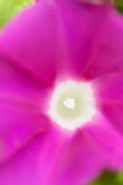 Güzel çiçek ipomoea 'sının yakın plan çekimi.