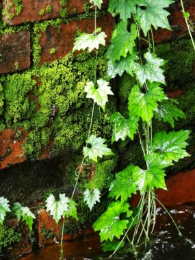 Eski tuğla duvarda sarmaşık yaprakları