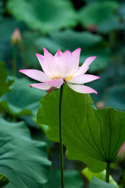 Arkadaki gölde nilüfer çiçeği