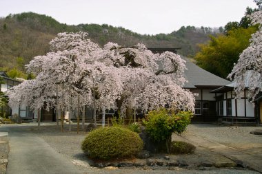 Kyoto 'da kiraz çiçeği, Japonya