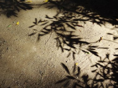 Güneşli bir akşamda ağaç dalları yerde gölgeler oluşturan soyut bir arkaplan                    