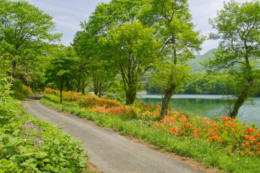 Ormanda yolu olan bir gölü olan güzel bir manzara. 