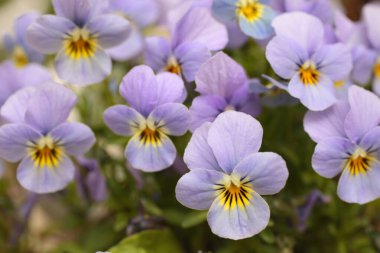 Bahçedeki güzel mor çiçekler