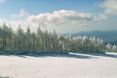 Güzel kış manzarası Ağaç toprağı ve karla kaplı ağaçlarla