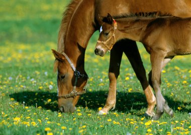 Yeşil yaz otlağındaki atlar gündüz vakti 