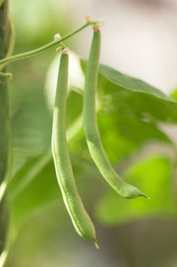 Bahçede kabuklu yeşil fasulye, yakın plan.