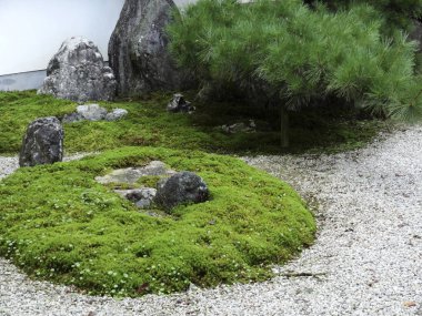 Küçük çam ağacının yanındaki kayaları kaplayan yeşil yosunlar.