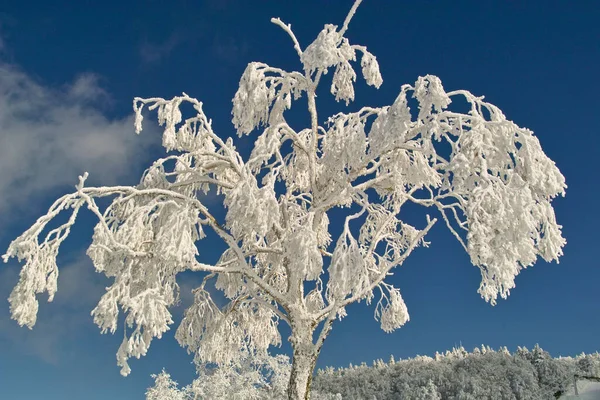 Piękny Zimowy Krajobraz Drzewami Pokrytymi Mrozem Śniegiem — Zdjęcie stockowe