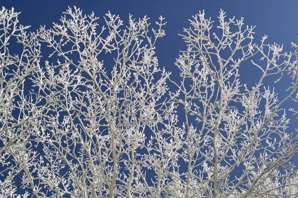Hermoso Paisaje Invierno Con Árboles Cubiertos Heladas Nieve —  Fotos de Stock