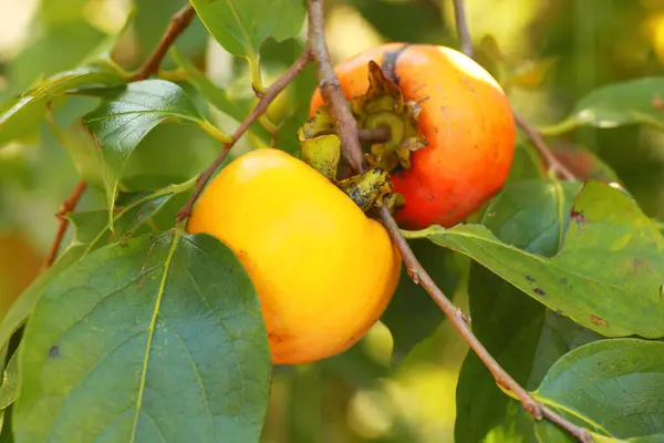 Ripe Orange Persimmon Fruits Tree Branches Garden — Stock Photo, Image