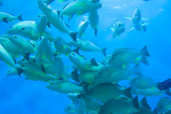 Fish Underwater Ocean — Stock Photo, Image