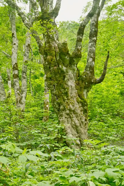 木々と緑豊かな植生を持つ美しい緑の森 — ストック写真