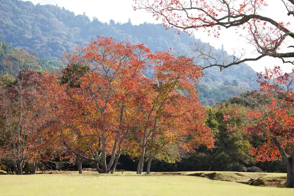 Colores Otoño Parque Japonés Árboles Con Follaje Rojo —  Fotos de Stock