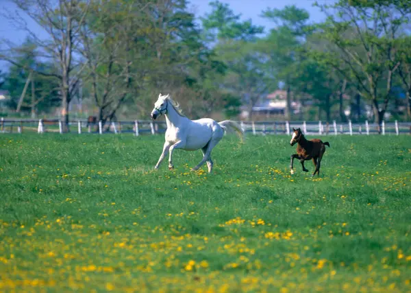 晴れた朝に緑の野原で放牧する馬 — ストック写真