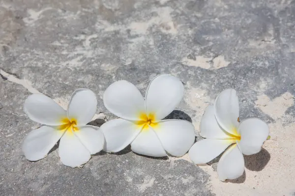 Zblízka Pohled Krásné Bílé Plumeria Květiny Kameni — Stock fotografie