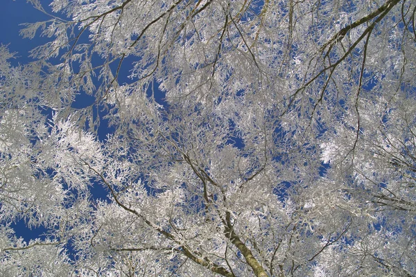 Hermoso Paisaje Invierno Con Árboles Cubiertos Heladas Nieve —  Fotos de Stock