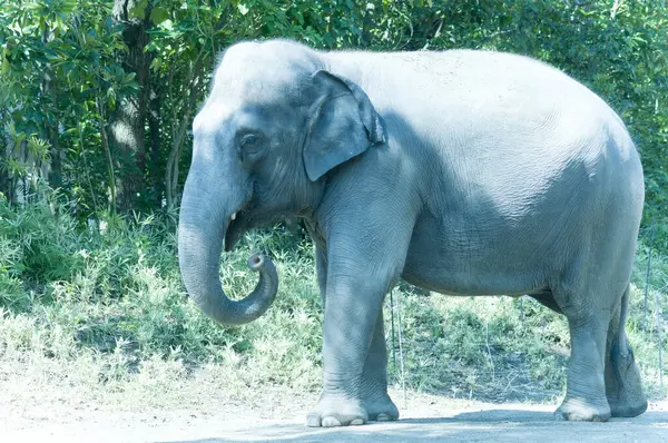 Éléphant Vue Sur Nature — Photo