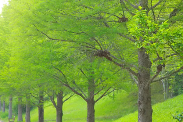 Bela Vista Grandes Árvores Verdes Parque Primavera — Fotografia de Stock