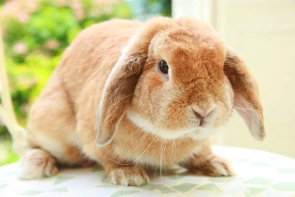 かわいいブラウンウサギのクローズアップ — ストック写真