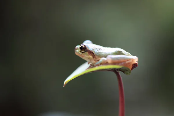 Маленькая Лягушка Сидящая Цветке Рядом Маленькой Амфибией Дикой Природе — стоковое фото