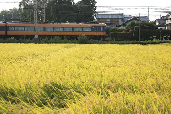 View Train Moving Rice Field — Stock Photo, Image