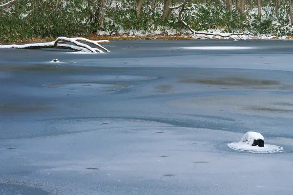 Buz Kütleleri Nehirler Kışın — Stok fotoğraf