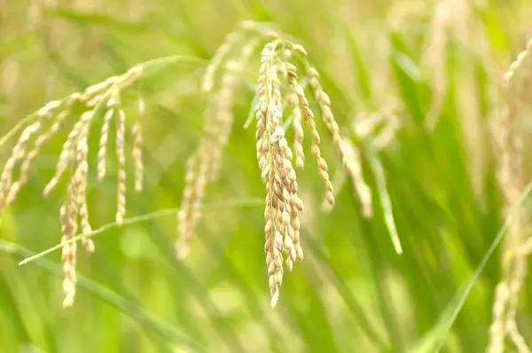 stock image rice in field, close up 